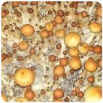 Псилоцибиновые (галлюциногенные)  грибы Psilocybin "Golden Teacher" в Мегионе