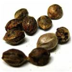 Семена марихуаны АК-47  (Seeds AK-47) в Мегионе